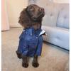 S-5XL Hooded Multi Colors Dog Rain Coat Pet Waterproof Jacket Medium Large Dog Clothing Out Door Clothes