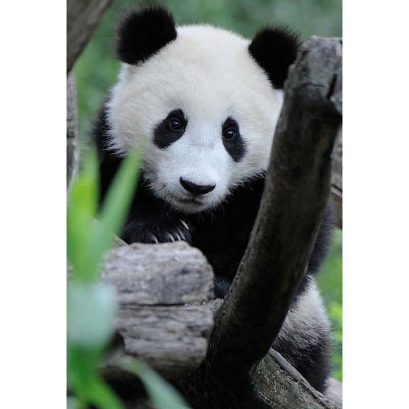 DIY 5D Алмазная вышивка Панда Алмазная картина Вышивка крестом Полный круглый дрель Горный хрусталь Подарок Настенное искусство Домашний декор