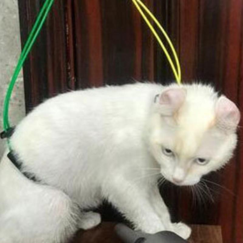 Регулируемая петля для груминга питомцев, собак, кошек, стол, поводок для груминга, D-кольца, ремень для купания, тяговой ремень, ошейник для собак, шлейка