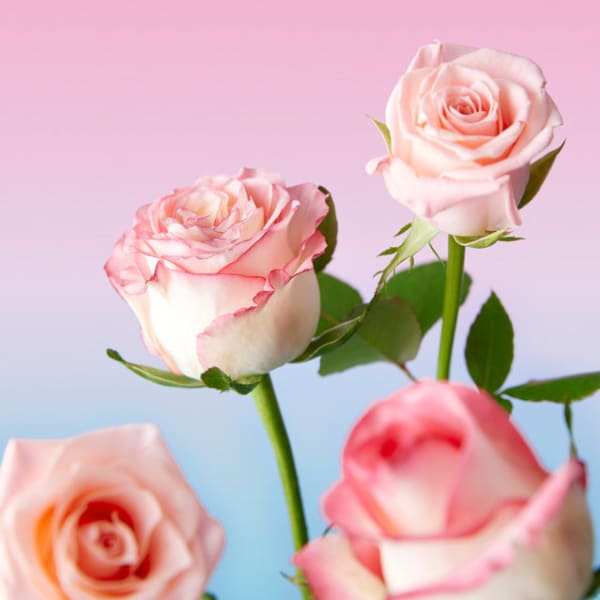 The Face Shop Духи The Rose Гель для душа 500 мл