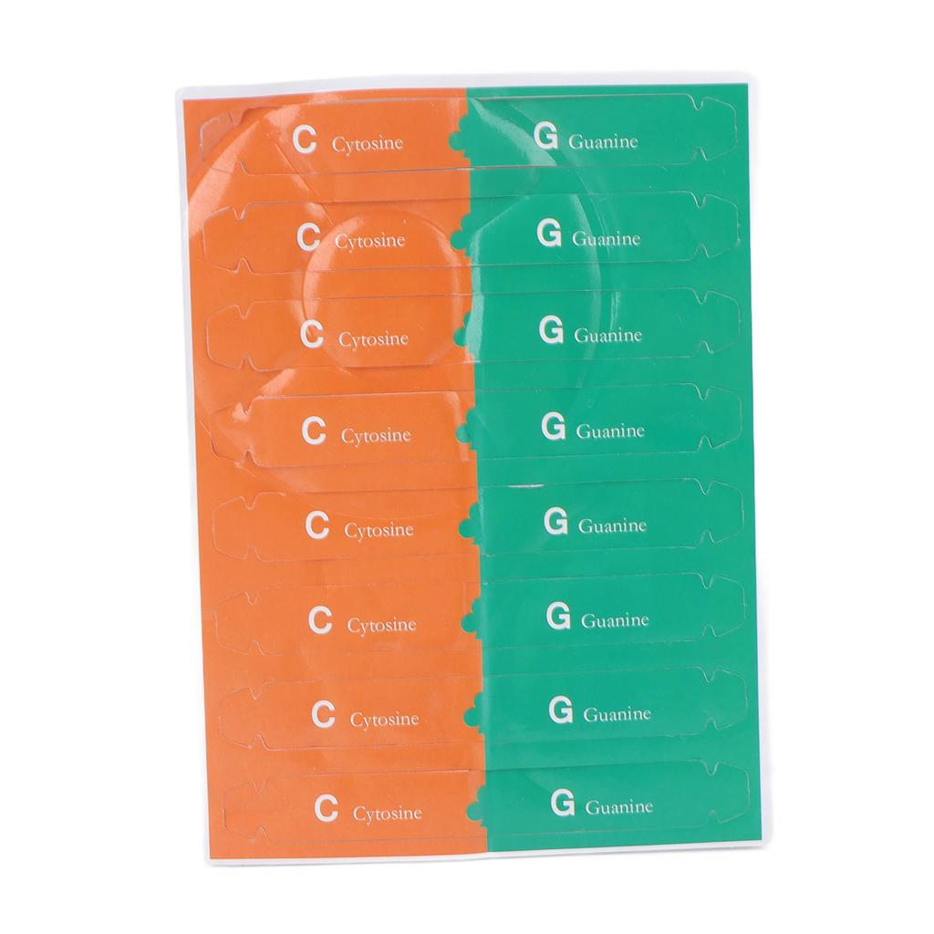 Модель ДНК человека Красочная двойная спираль Сборная модель Научная образовательная обучающая игрушка для детей