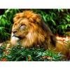 5D Алмазная картина Животные Полный круглый Алмазная мозаика Лев Картина Вышивка