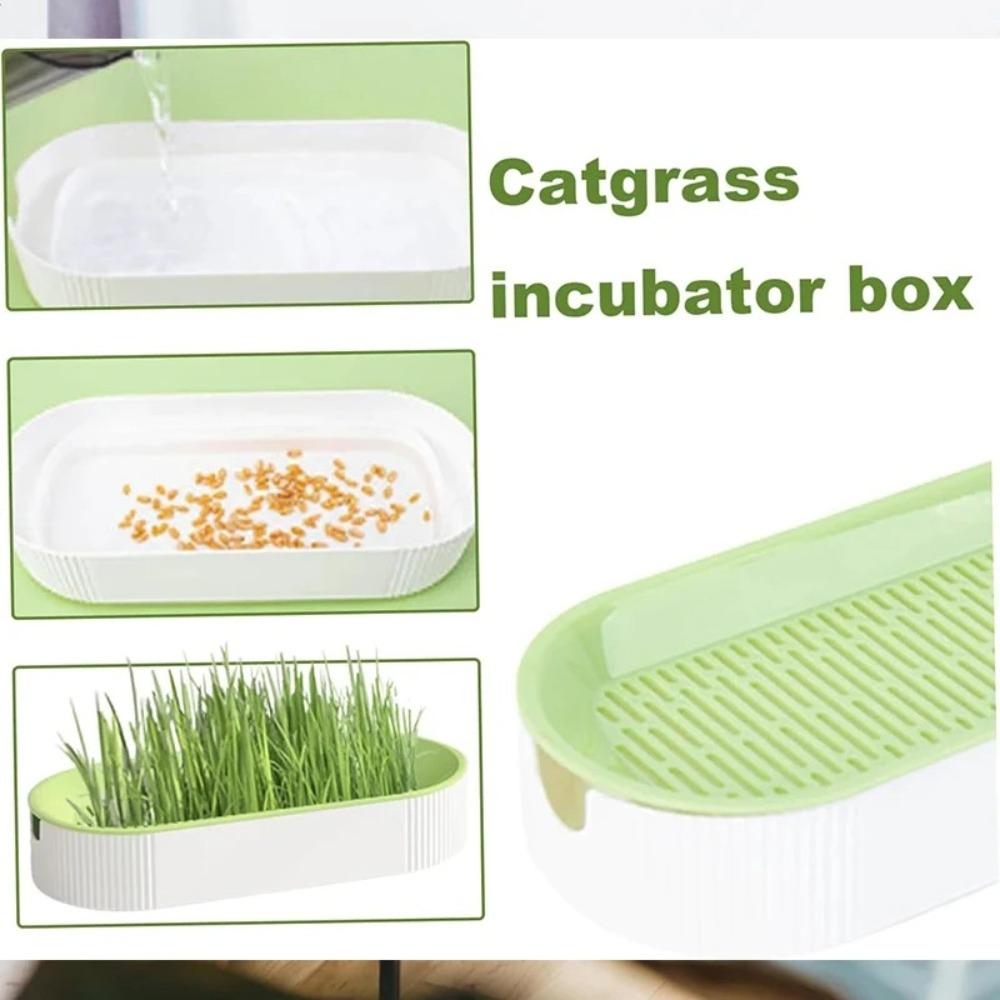For Easy Growth Hydroponic Soilless Planting Catnip Cat Grass Pot Set Hydroponic Cat Grass Box