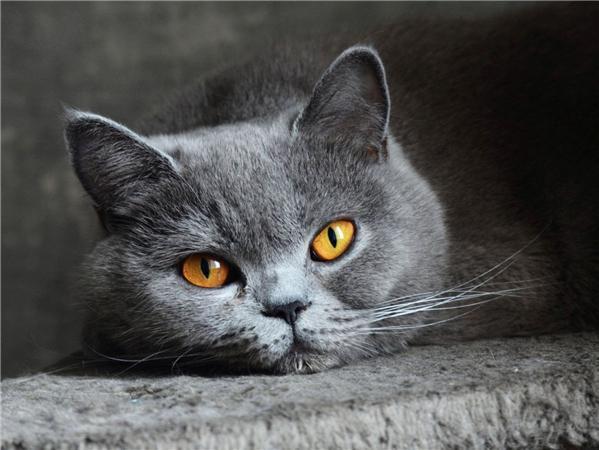 5d Diy Алмазная картина Новая коллекция Кошка Вышивка Мозаика Русская Голубая Животное Квадрат/круглый Домашний Декор