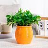 Transparent Self-Watering Plant Pots Automatic Water-Absorbing Lazy Plant Pots Desktop Flower Pot