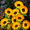 Outdoor Solar Sunflower Lamp Ground Plug Lamp Outdoor Three-Headed Sunflower Flower Lamp Decorative Lamp Garden Landscape Lamp Lawn Lamp
