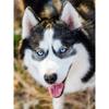 New 5D DIY Diamond Painting Husky Diamond Embroidery Animal Cross Stitch Full Square Round Drill Crafts Home Decor Manual Gift