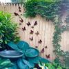 Wrought Iron 15-piece Butterfly Wall Decoration Outdoor Garden Courtyard Fence Art Decoration 3D Three-dimensional Simulation Butterfly