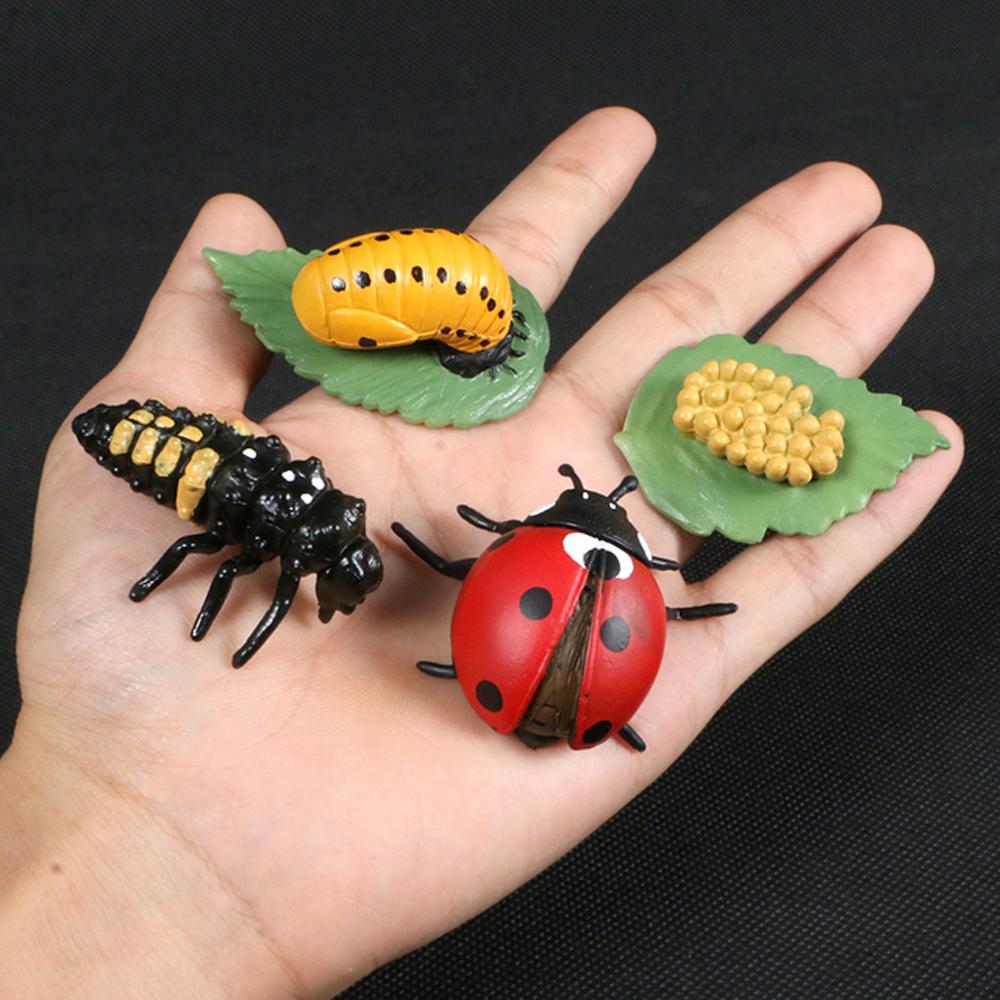 Cycle Plastic Models Life Cycle Figurine Simulation Animals Action Figures Growth Cycle Model