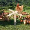 Chicken Perch Toy Wooden Chick Perch Stand with Metal Ground Stake Coop