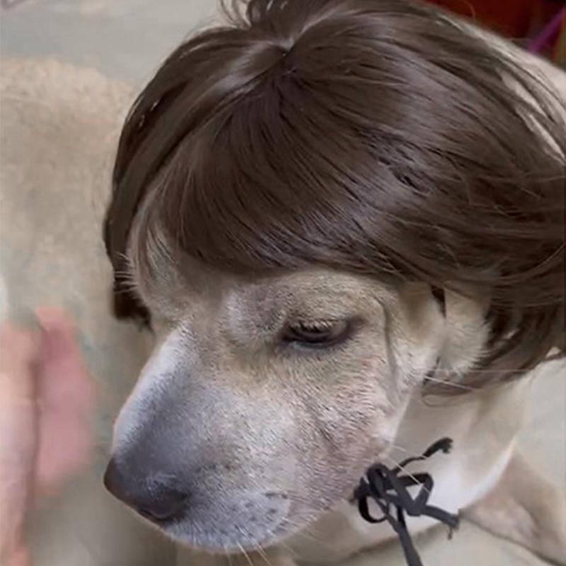 Парики для домашних животных Косплей Реквизит для розыгрышей Товары для домашних животных для вечеринки Собака Кошка Кроссдрессинг Набор для волос Фотография Забавный реквизит Головные аксессуары