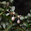 Simple and versatile temperament women's small crown zircon natural freshwater pearl 925 silver needle gold-plated stud earrings strong light rice bea
