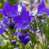 150 Large-flowered Bellflower Seeds (Platycodon Grandiflorus Azul) Chinese Bell