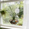 Yousheng Pineapple Shape Self Watering Planter Insert Clear Plant Watering Bulbs Automatic Drip Irrigation Device for Indoor Outdoor Plants
