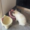 Милая керамическая миска для питомца HANDUNYOU