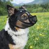 Practical Mesh Dog Muzzle Anti-Eating Adjustable Pet Dog Mask Breathable Drinkable Dog Anti-Biting Muzzle Outdoor Walking
