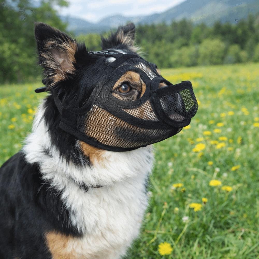 Practical Mesh Dog Muzzle Anti-Eating Adjustable Pet Dog Mask Breathable Drinkable Dog Anti-Biting Muzzle Outdoor Walking