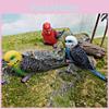 Realistic Bird Model Pvc Parrot Decorative Figurine For Kids Learning And Display