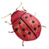 [Q5769] - Golden Red 'Ladybug' Designer Brooch - 45x45 Mm