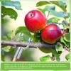 5pcs Durable Tree Branch Support Rust-Resistant Branch Spreader Tool Tree Brace  Vine Support