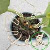 Yousheng 4Pcs Plant Pole Support Frame Надежная поддержка стебля растения Простые в использовании комнатные садовые инструменты для бонсай Monstera
