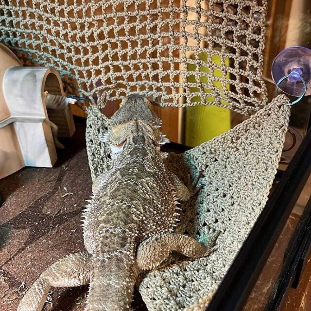 Suction Cup Lizard Hammock Hanging Pet Bed Swing Pet Climbing Net Terrarium Landscaping