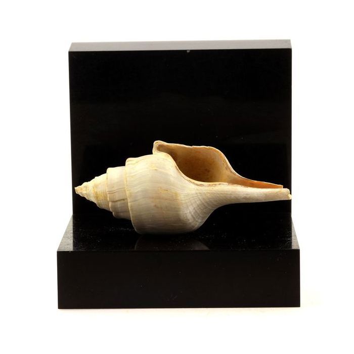 Pierres et Minéraux. Clavilithes parisiensis. 167.50 ct. Damery, Marne, France.