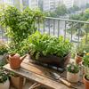Thicken Seedling Tray Self Watering Plant Nursery Pot Growing Box  Indoor Gardening