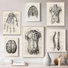 Human Anatomy Skeleton Heart Muscle Canvas Painting Nordic Retro Decorative Poster Living Room Wall Art Prints Modern Home Decor