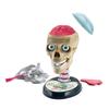 Anatomy. Clementoni 50697