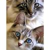Diamond Painting Cat 5D Diy Diamond Embroidery Animal Mosaic Picture Of Rhinestone Home Decoration