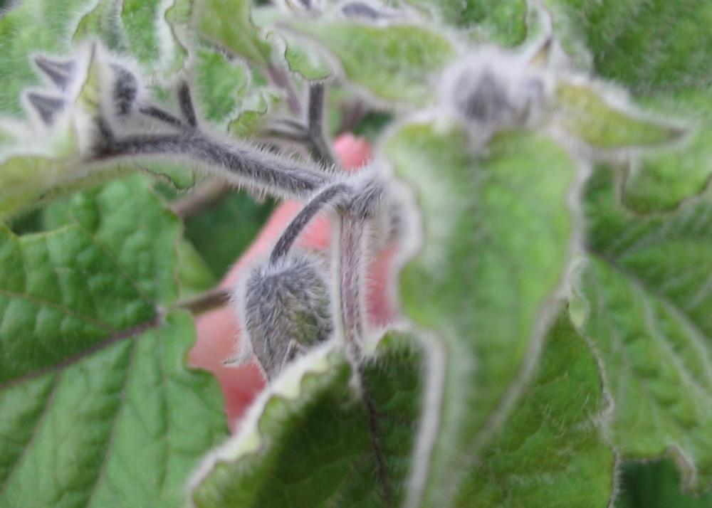 SAFLAX Капский крыжовник / Перуанская вишня - 100 семян - Physalis peruviana