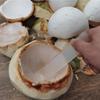 Digging Coconut Tool Plastic Coconut Meat Remover Washable Coconut Knife Tools