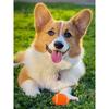 Новый 5D DIY алмазная живопись домашняя собака Алмазная вышивка животное вышивка крестиком полная квадратная круглая дрель ремесла домашний декор ручной подарок