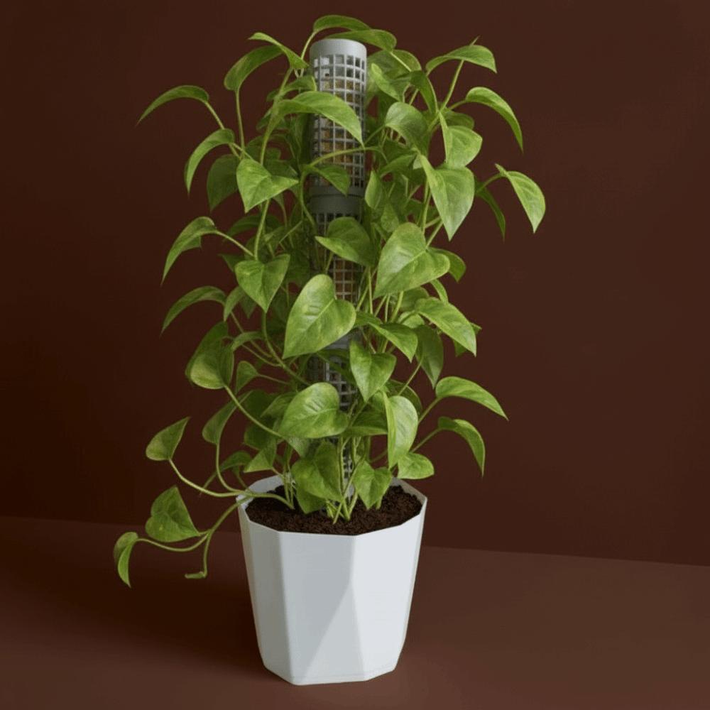 6PCS Multi-purpose Plastic Moss Pole Interlocking Sturdy Vine Climbing Column Fixed Bracket Moss Stick Garden
