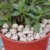 20 Pcs Halloween Miniature Ghost Figurine Cute Tiny Resin White Ghost Statue for Garden Bonsai Sand Table Decoration