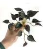 Имитация зеленого растения Суккуленты Руки на ощупь не увядшие Не выцветают Легкий уход Тонкая работа Орнамент Листья кориандра Искусственный лист