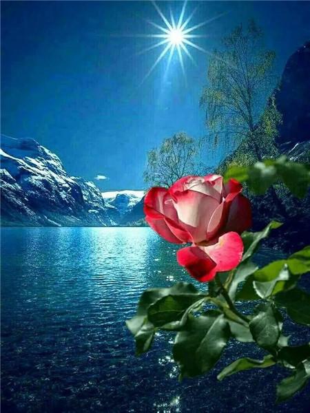 5D DIY Алмазная картина Новый цветок Роза Стразы Алмазная вышивка Распродажа Пейзаж Приморская мозаика Домашний декор