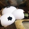 Vivid Reptile AndInsects Hiding Cave Animal Pet Shelter EggsShell Simulation Shape Rock Cave Decoration For Turtle Lizard Snake