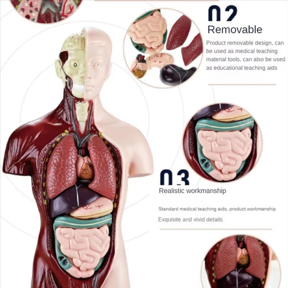 DIY Mannequin Human Torso Anatomy Model Construction Kid Skeleton Model  Birthday Kids Gift