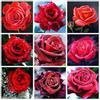 Полная площадь Алмазная картина Роза 5D Алмазная вышивка Мозаика Цветок Ремесленное украшение дома