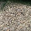 Matsuya Coffee Green Coffee Beans Colombia Cleopatra [Boxed] (5kg Box)