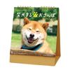 NK529 Desk Calendar Walking with Shiba Inu Maru -
