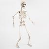 Halloween 70cm Skeleton Simulation Human Plastic Skeleton Haunted House Prop Skeleton Decoration