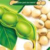 Safeguard Herbal Soap & Arowana Soybean Oil Bundle