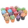 5Pcs 1:12 Dollhouse Miniature Mini Potted Succulent Plant Model Accessories