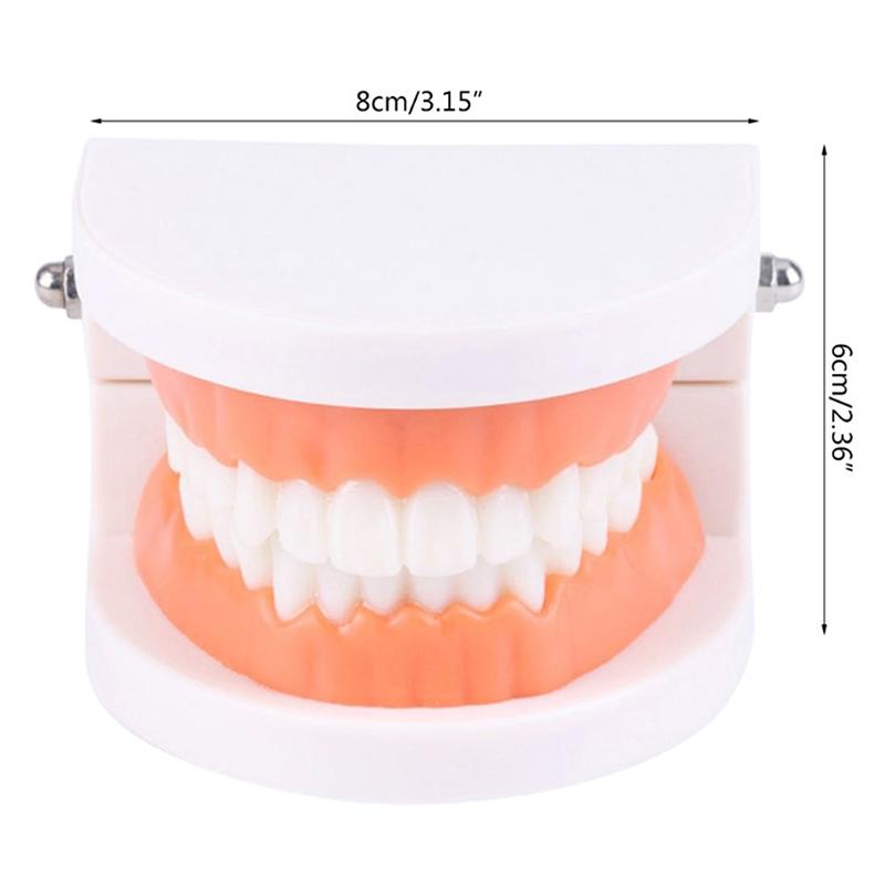 Стандартная модель зубов Взрослая Стандартный Типодонт Демонстрационная Модель Съемного Протеза Совместимая Детская Стоматологическая Обучающая Чистая Демонстрация