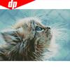Diy Diamond Embroidery 5D Diamond Painting Cross Stitch "Pussy Cat" Diamond Mosaic Round Full Drill