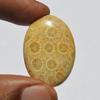 Natural Fossil Coral Gemstone Cabochon, Top Quality Indonesians Fossil Coral Cabochon Craft Supply 31 Carats Oval Shape, Jewelry Making