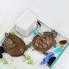 Фильтр для черепах с низким уровнем воды, тихий 2 Вт, циркуляционный насос для воды, пластиковый мини-фильтр для черепахового аквариума
